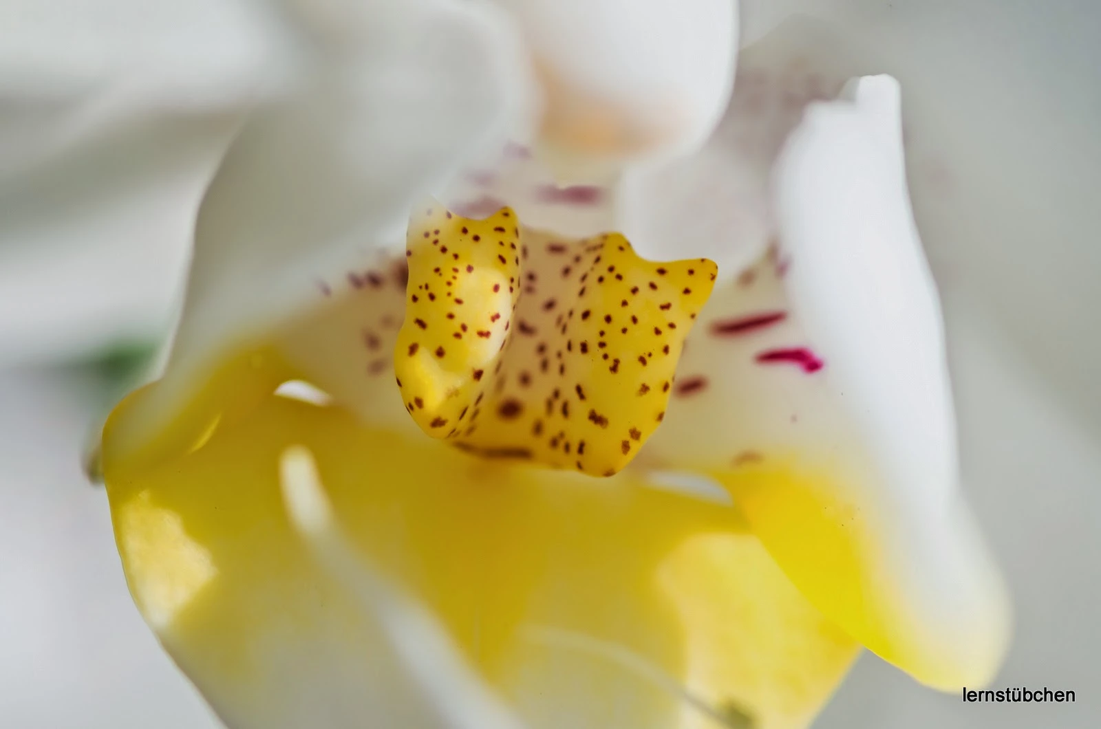 Blumen in der Küche.jpeg
